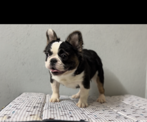 French Bulldog Puppy for sale in MARTINEZ, CA, USA