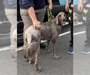 Labradoodle Dogs for adoption in Waterford, VA, USA