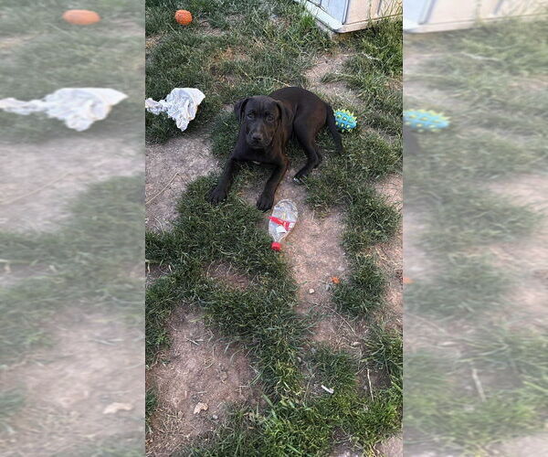 Medium Photo #5 Labrottie Puppy For Sale in Bellingham, WA, USA