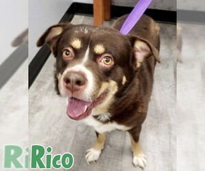 Rico - Male Australian Shepherd-Unknown Mix Dog for Adoption - Photo #3