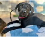 Small #1 Labrador Retriever Mix