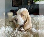 Small Photo #6 Basset Hound Puppy For Sale in HUGHSON, CA, USA