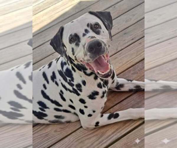 Medium Photo #3 Dalmatian Puppy For Sale in Holly Springs, NC, USA