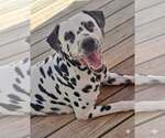 Small #2 Dalmatian