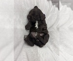 Small Photo #20 Cockapoo (Miniature) Puppy For Sale in BLUE MOUNTAIN, MS, USA