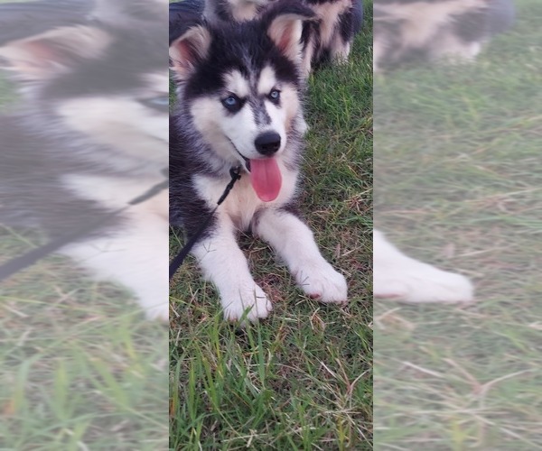 Medium Photo #4 Siberian Husky Puppy For Sale in OLIVE BRANCH, MS, USA