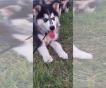 Small Photo #4 Siberian Husky Puppy For Sale in OLIVE BRANCH, MS, USA