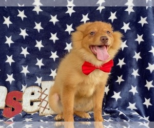 Pomeranian-Unknown Mix Puppy for sale in LANCASTER, PA, USA