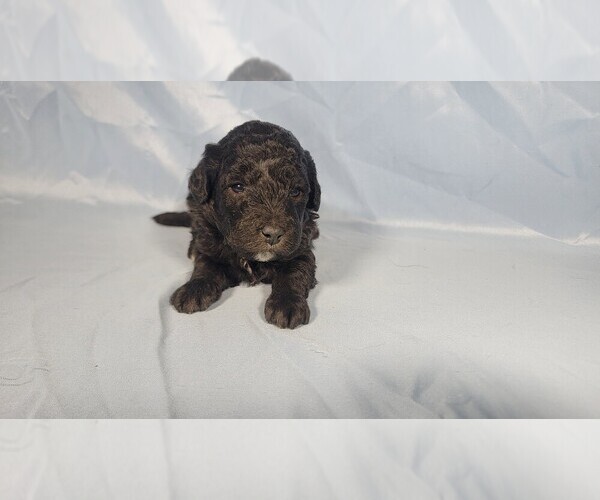 Medium Photo #2 Bernedoodle (Miniature) Puppy For Sale in PEYTON, CO, USA