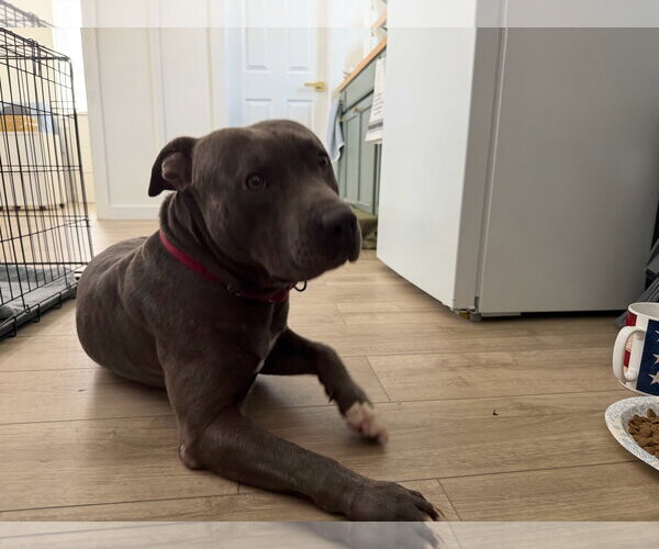 Medium Photo #4 Mutt Puppy For Sale in The Woodlands, TX, USA