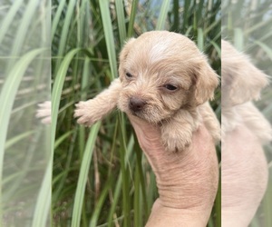 Malchi-Poodle (Miniature) Mix Puppy for sale in VENETA, OR, USA