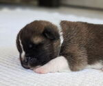 Small #2 Akita