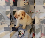 Small Photo #15 Goldendoodle (Miniature) Puppy For Sale in MILWAUKEE, WI, USA