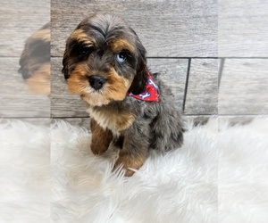 Cavapoo Puppy for sale in RICHMOND, IL, USA