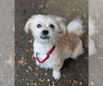 Small Photo #6 Mutt Puppy For Sale in Philadelphia, PA, USA