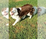 Small Photo #4 Border Collie Puppy For Sale in Pacolet, SC, USA