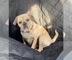 Small #1 Pug
