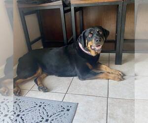 Mabel - Female Rottweiler Dog for Adoption - Photo #4