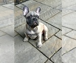 Small French Bulldog