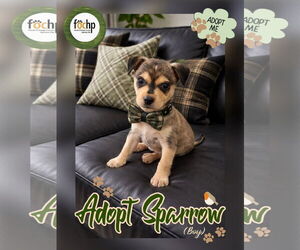 Chihuahua Dogs for adoption in Menifee, CA, USA