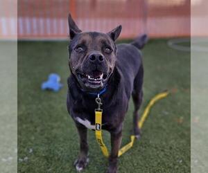 Mutt Dogs for adoption in Las Vegas, NV, USA