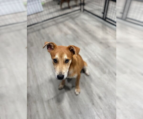 Medium Photo #3 Mutt Puppy For Sale in Oak Bluffs, MA, USA