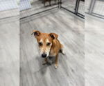 Small #2 Mutt