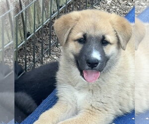 German Shepherd Dog Dogs for adoption in Bolivar, MO, USA