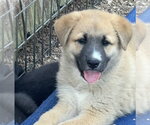 Small German Shepherd Dog