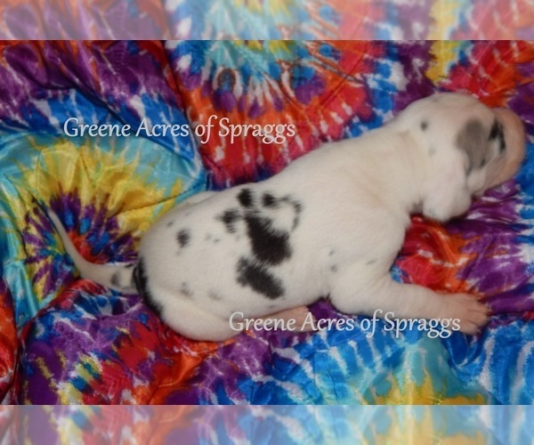 Medium Photo #6 Great Dane Puppy For Sale in SPRAGGS, PA, USA