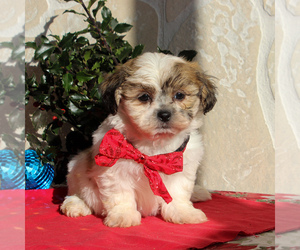 Zuchon Puppy for sale in GORDONVILLE, PA, USA