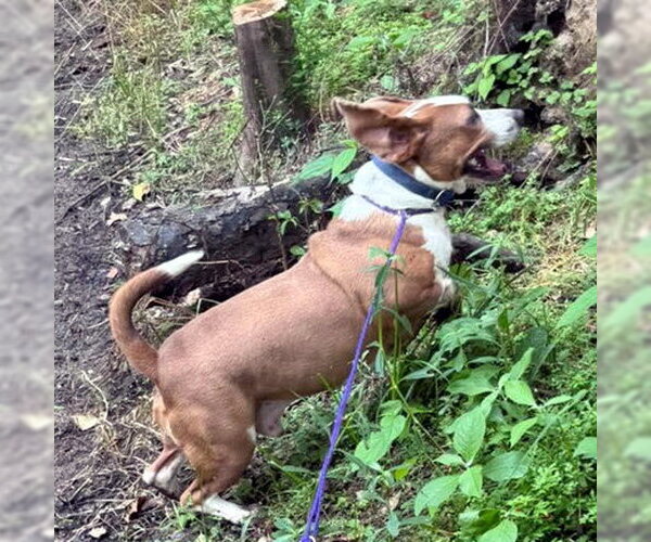 Medium Photo #6 Basset Hound-Unknown Mix Puppy For Sale in Deepwater, NJ, USA