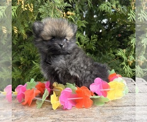 Pomeranian Puppy for sale in MIDDLEBURY, IN, USA