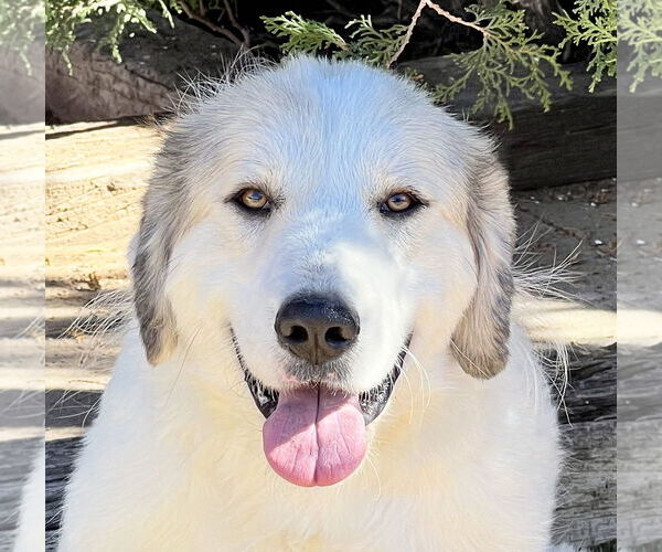 Medium Photo #1 Australian Shepherd-Great Pyrenees Mix Puppy For Sale in Albuquerque, NM, USA