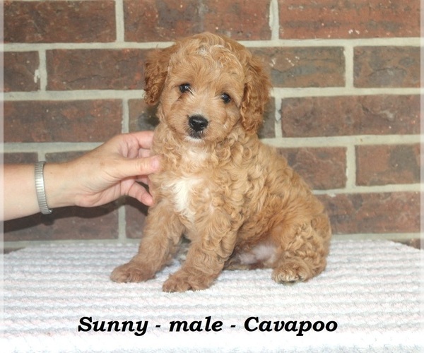 Medium Photo #4 Cavapoo Puppy For Sale in CLARKRANGE, TN, USA