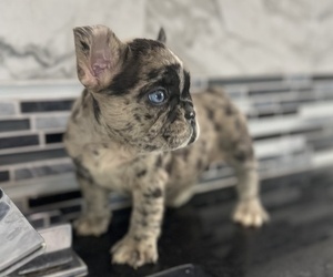 French Bulldog Puppy for sale in LAS VEGAS, NV, USA