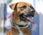 Small #6 Boxer Mix
