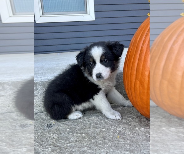 Medium Photo #4 Australian Shepherd Puppy For Sale in LODA, IL, USA
