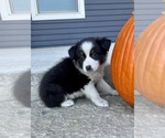 Small #3 Australian Shepherd