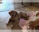 Small #3 Golden Retriever