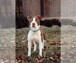 Small Photo #12 American Pit Bull Terrier-Unknown Mix Puppy For Sale in Sandy, UT, USA