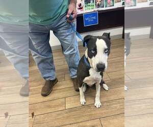 American Pit Bull Terrier-Unknown Mix Dogs for adoption in Rowlett, TX, USA