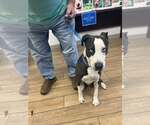Small American Pit Bull Terrier Mix