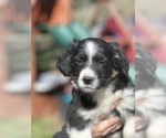 Small Photo #2 Border Collie-Miniature Australian Shepherd Mix Puppy For Sale in MITCHELL, OR, USA
