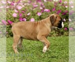 Small #3 Boxer