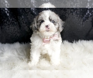 Medium Maltipoo