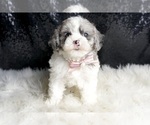 Puppy 5 Maltipoo