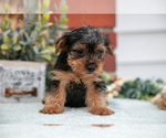 Small Photo #14 Yorkshire Terrier Puppy For Sale in MONROE, IN, USA