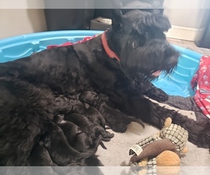 Mother of the Schnoodle (Giant) puppies born on 07/25/2019