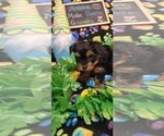 Small Photo #100 Yorkshire Terrier Puppy For Sale in AKRON, OH, USA
